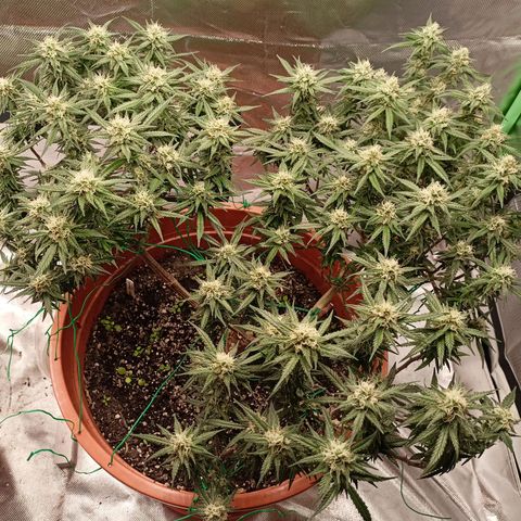 Shogun Rege growlog timeline photo