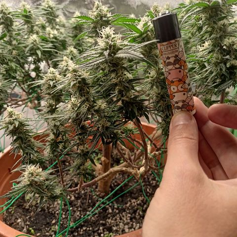 Shogun Rege growlog timeline photo