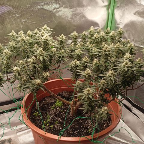 Shogun Rege growlog timeline photo