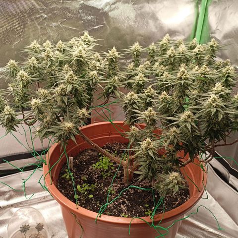Shogun Rege growlog timeline photo