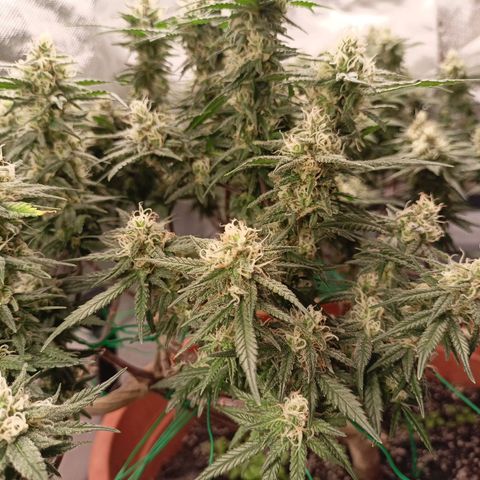 Shogun Rege growlog timeline photo