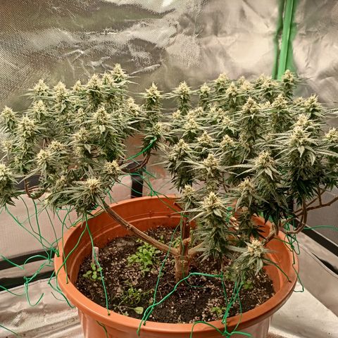 Shogun Rege growlog timeline photo