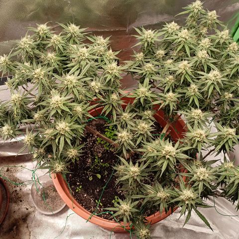 Shogun Rege growlog timeline photo