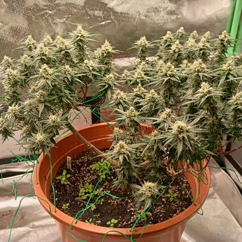 Shogun Rege growlog timeline photo