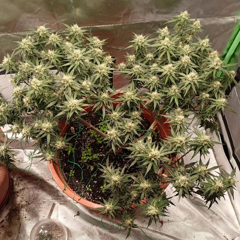Shogun Rege growlog timeline photo