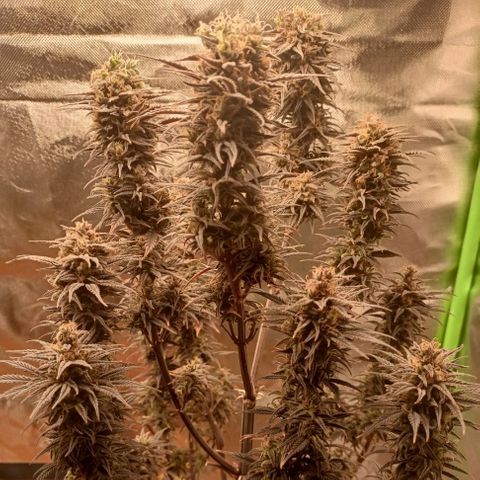 Shogun Rege growlog timeline photo