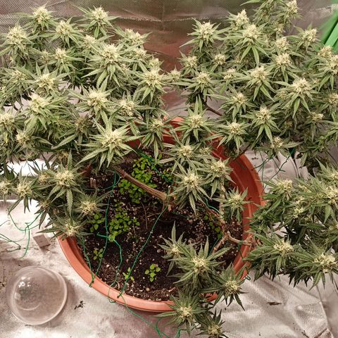 Shogun Rege growlog timeline photo