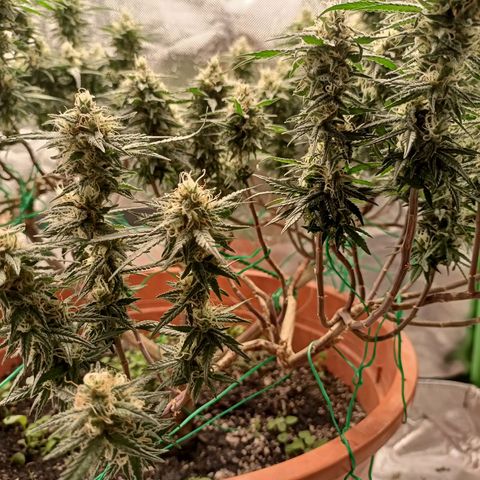 Shogun Rege growlog timeline photo