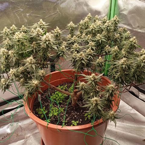 Shogun Rege growlog timeline photo