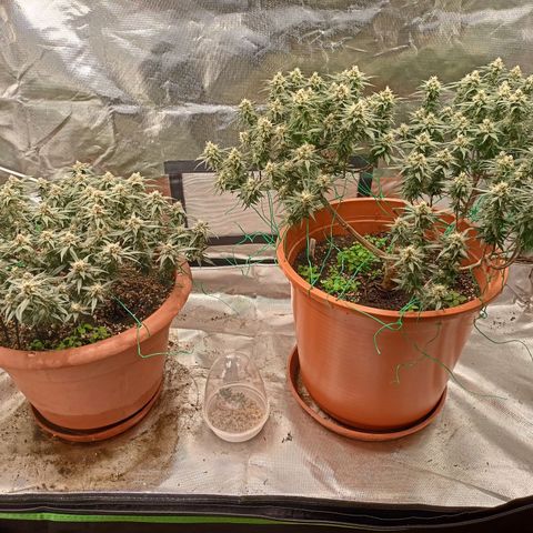 Shogun Rege growlog timeline photo