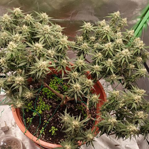 Shogun Rege growlog timeline photo