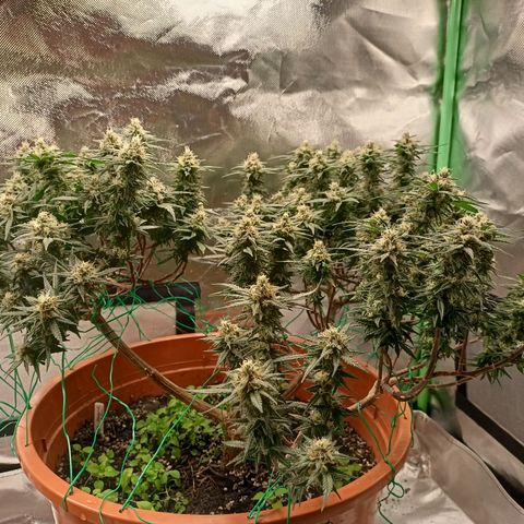 Shogun Rege growlog timeline photo