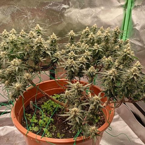 Shogun Rege growlog timeline photo