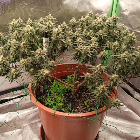 Shogun Rege growlog timeline photo
