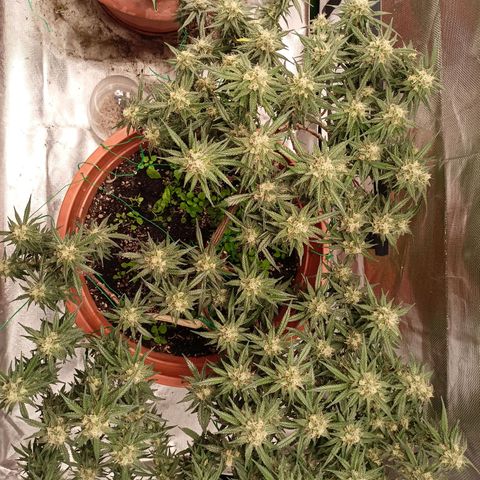 Shogun Rege growlog timeline photo