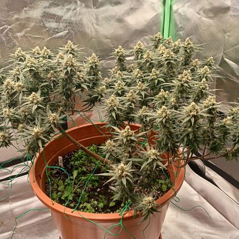Shogun Rege growlog timeline photo