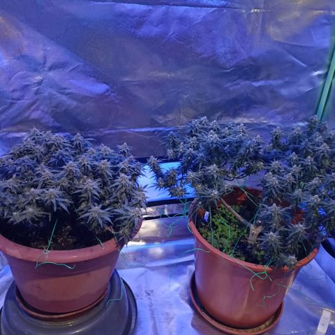 Shogun Rege growlog timeline photo