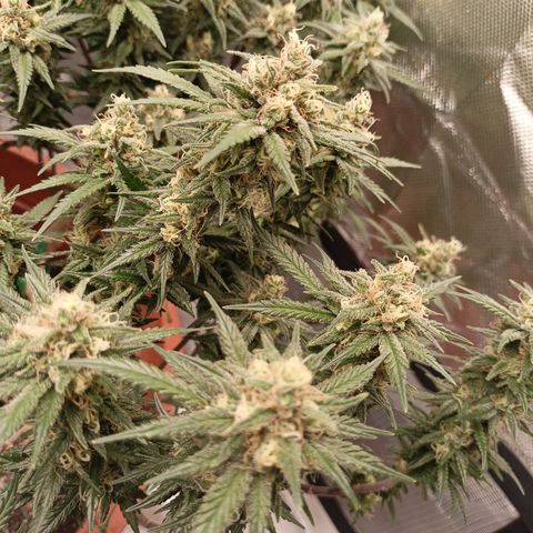 Shogun Rege growlog timeline photo
