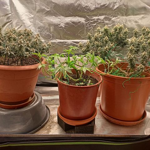 Shogun Rege growlog timeline photo