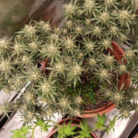 Shogun Rege growlog timeline photo