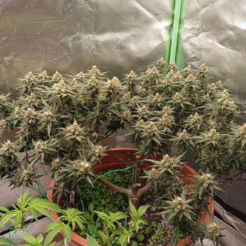 Shogun Rege growlog timeline photo