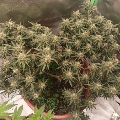 Shogun Rege growlog timeline photo