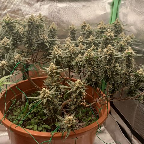 Shogun Rege growlog timeline photo