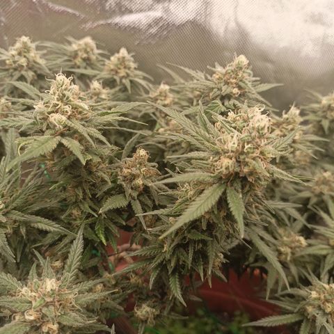 Shogun Rege growlog timeline photo