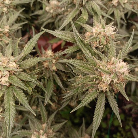 Shogun Rege growlog timeline photo