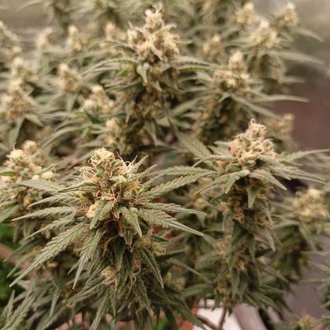 Shogun Rege growlog timeline photo