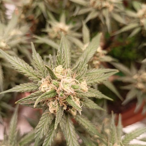 Shogun Rege growlog timeline photo