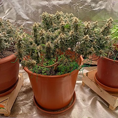 Shogun Rege growlog timeline photo