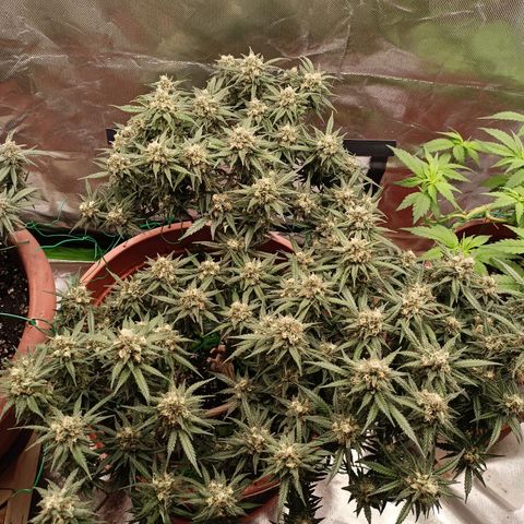 Shogun Rege growlog timeline photo