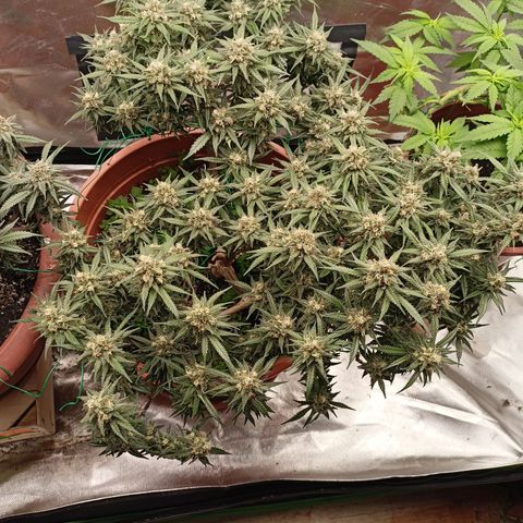 Shogun Rege growlog timeline photo