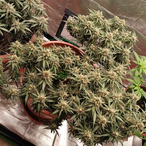 Shogun Rege growlog timeline photo