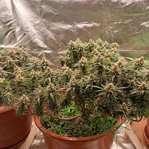 Shogun Rege growlog timeline photo