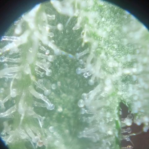Shogun Rege growlog timeline photo