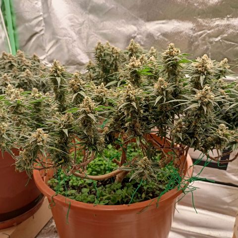 Shogun Rege growlog timeline photo