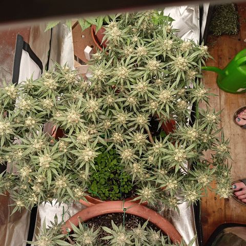 Shogun Rege growlog timeline photo
