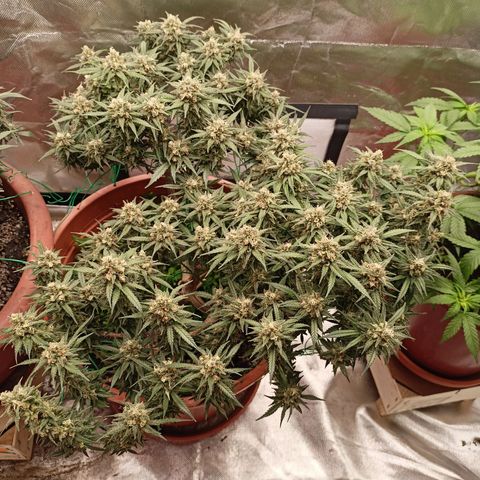 Shogun Rege growlog timeline photo