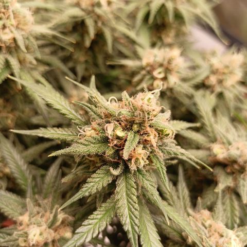 Shogun Rege growlog timeline photo