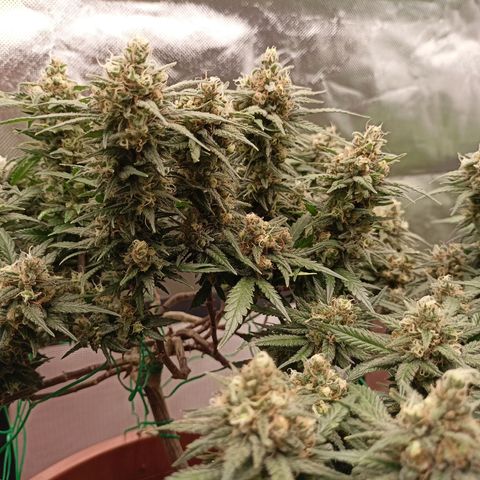 Shogun Rege growlog timeline photo