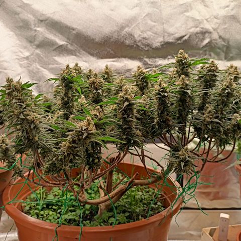 Shogun Rege growlog timeline photo