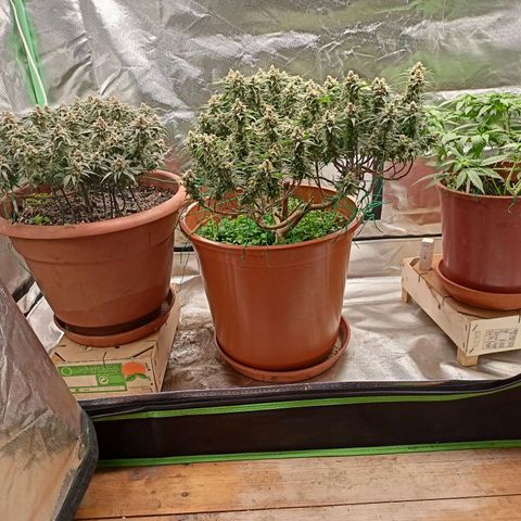 Shogun Rege growlog timeline photo