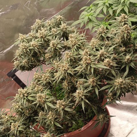 Shogun Rege growlog timeline photo