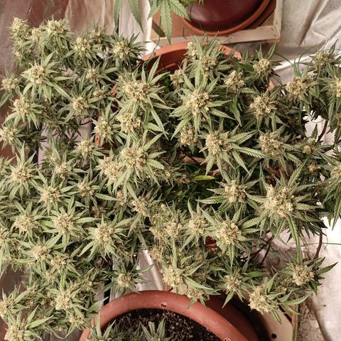 Shogun Rege growlog timeline photo