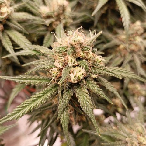 Shogun Rege growlog timeline photo
