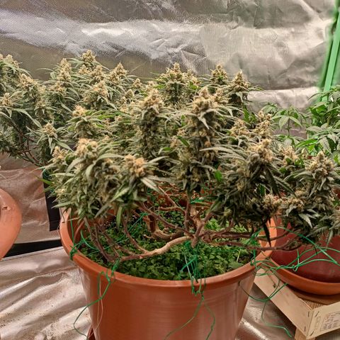 Shogun Rege growlog timeline photo