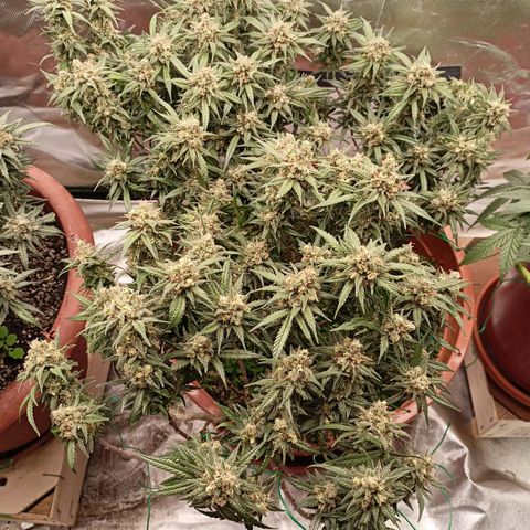 Shogun Rege growlog timeline photo