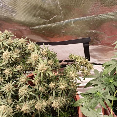 Shogun Rege growlog timeline photo
